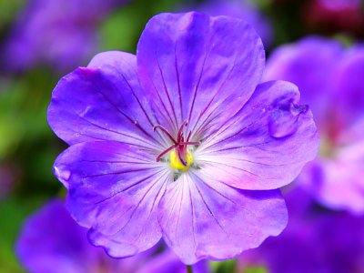 Blue And Purple Flower photo