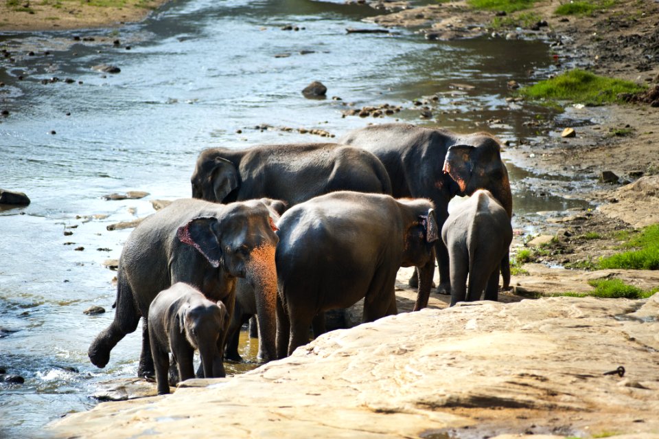Elephants Drinking