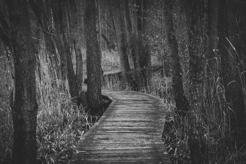 Boardwalk Amidst Trees In Forest