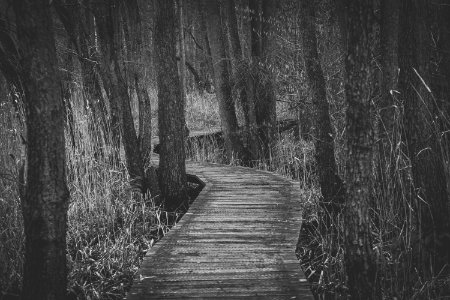 Boardwalk Amidst Trees In Forest