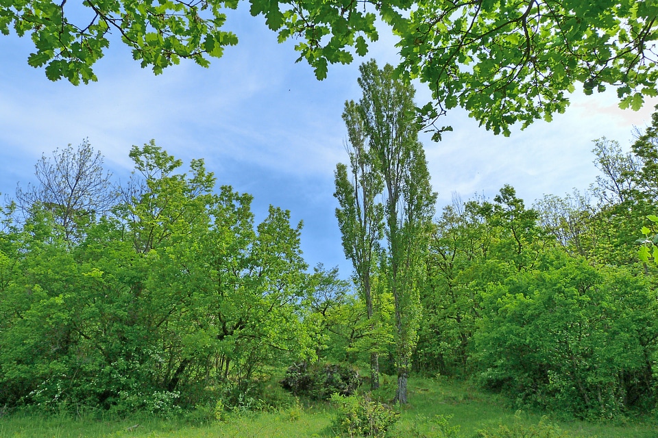Poplar spring nature