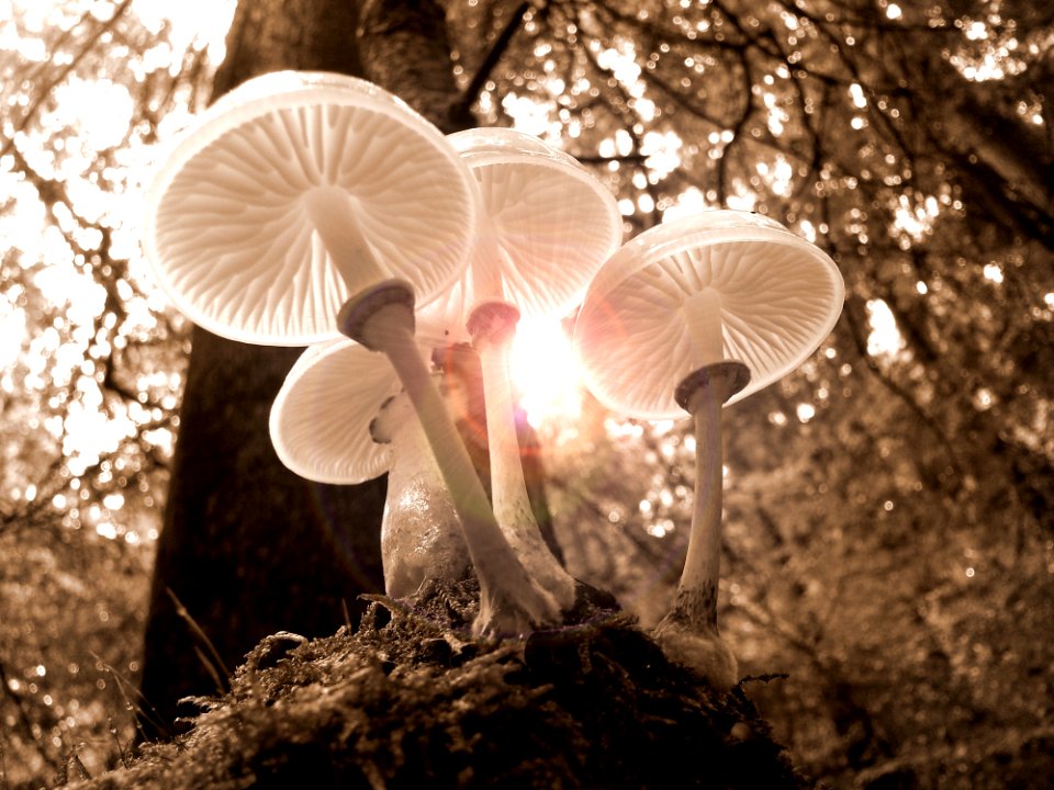 Mushroom Fungus Edible Mushroom Tree photo