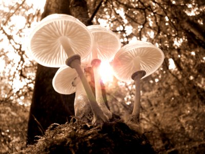 Mushroom Fungus Edible Mushroom Tree photo