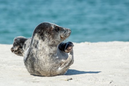 Harbor Seal Seals Fauna Terrestrial Animal photo