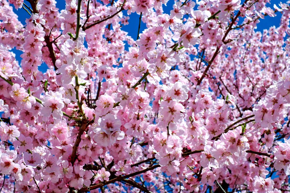 Blossom Pink Flower Spring
