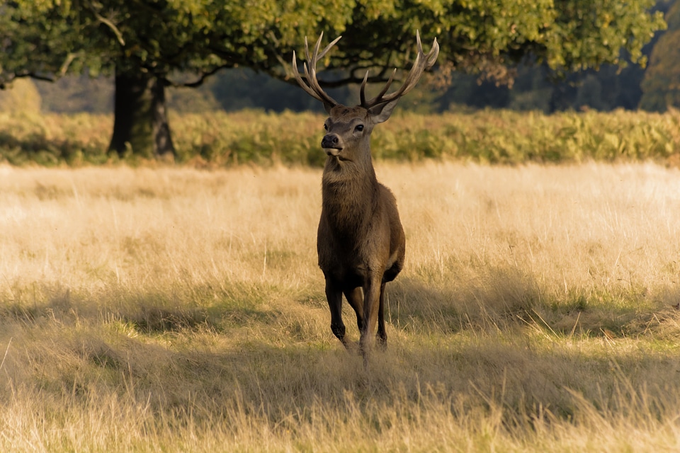 Wildlife animal nature photo