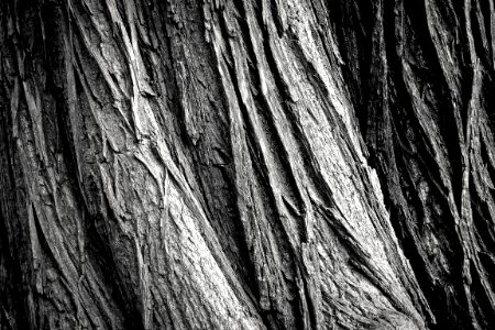 Black Black And White Monochrome Photography Tree
