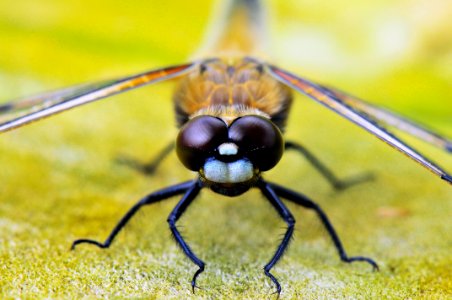 Insect Invertebrate Macro Photography Fauna