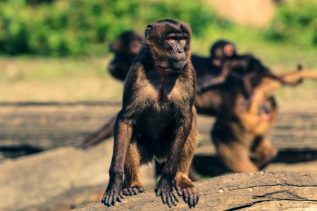 Fauna Mammal Primate New World Monkey photo