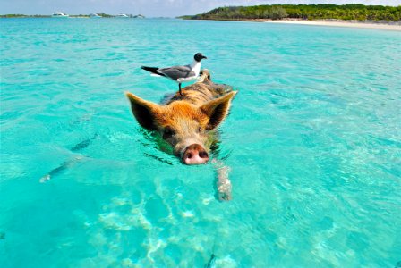 White And Gray Bird On The Bag Of Brown And Black Pig Swimming On The Beach During Daytime