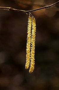 Yellow Leaves On Tree Stem In Bokeh Photography