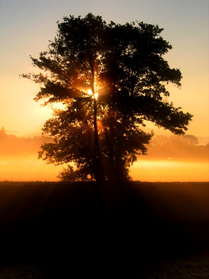 Green Tree Over The Sunset