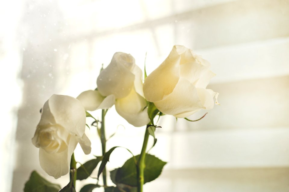 White Roses