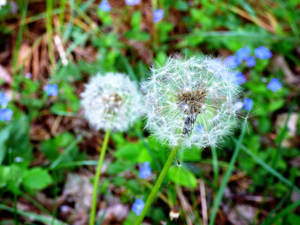 Dandelion Heads In Grasses