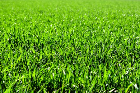 Grass Green Field Crop photo