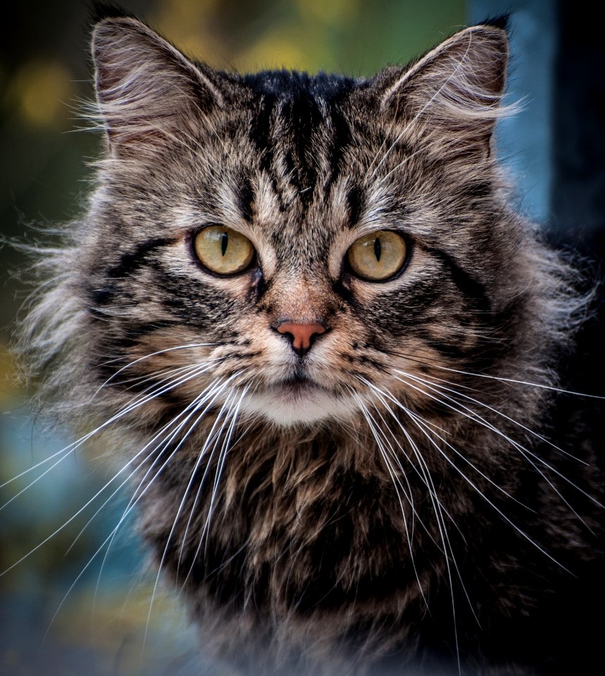 Close Up Photography On Gray Cat