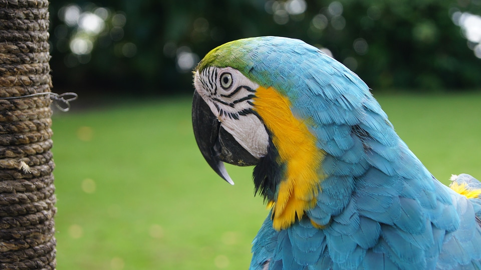 Colorful animal tropical photo