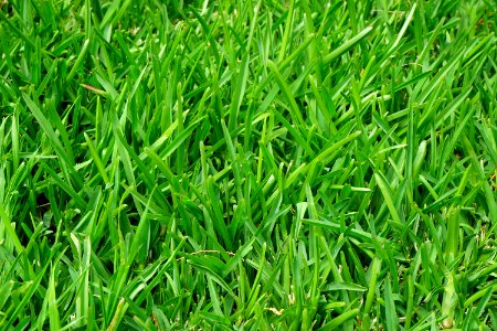 Green Grass Field photo