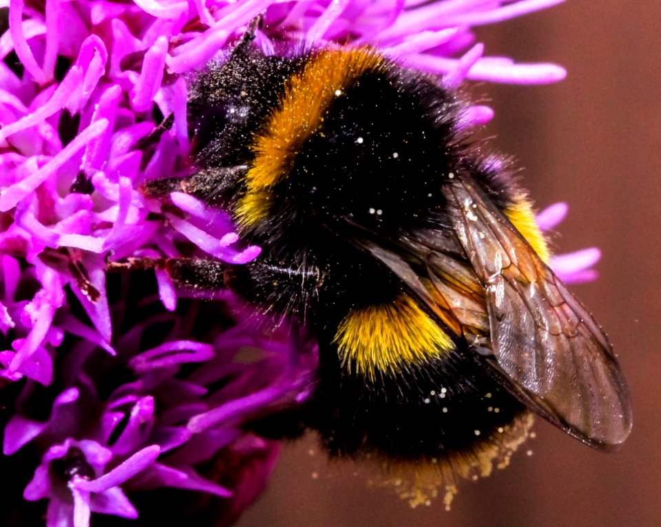 Close-up Of Bee On Purple Flower