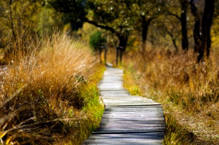 Boardwalk In Grasslands