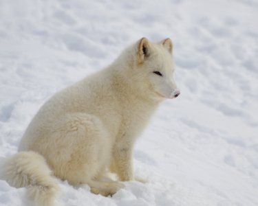 White Short Fur 4 Legged Animal On Bed Of Snow During Twilight photo