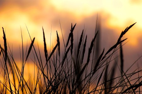 Silhouette Photo Of Wheat During Sunset photo
