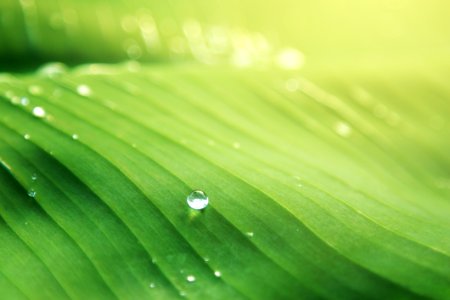 Banana Leaf With Water Drops
