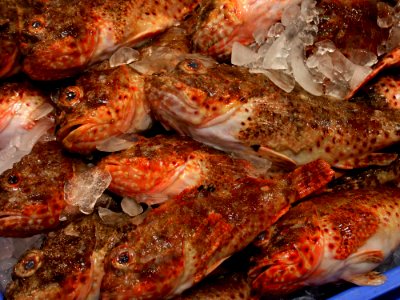 Ocean Perch