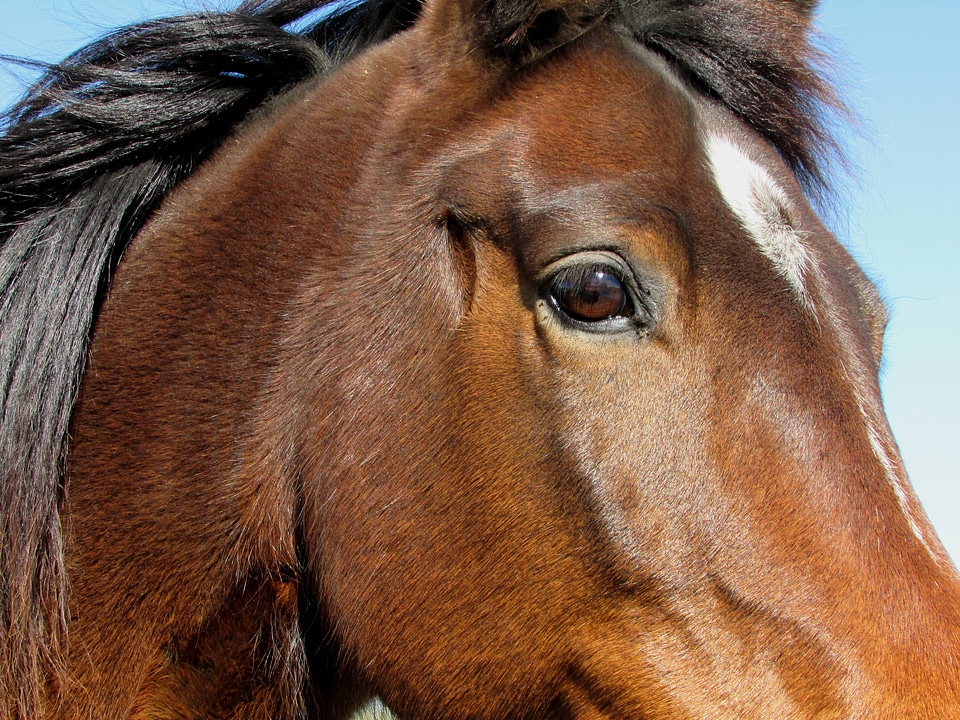 Animal portrait equestrian