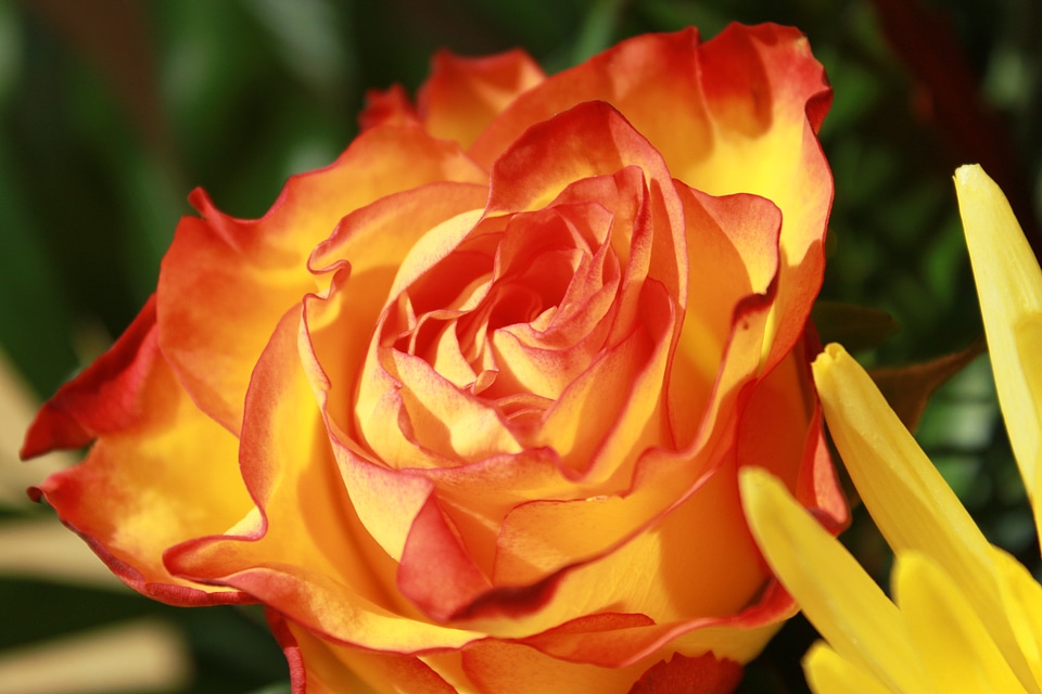 Flower red yellow