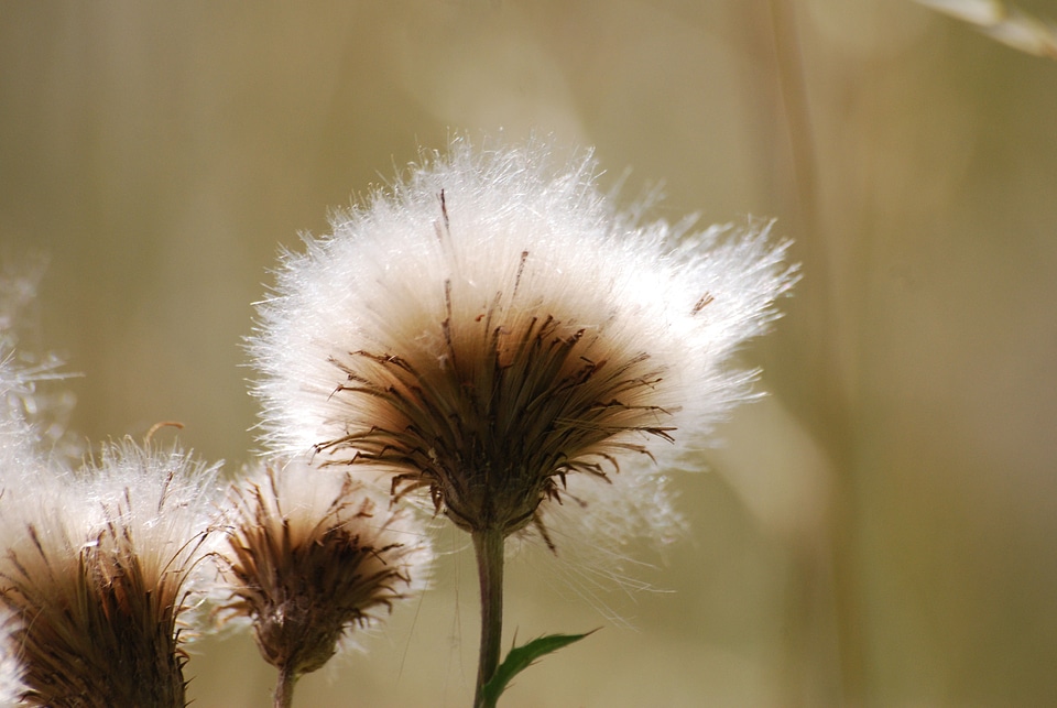 Meadow closeup fluffy