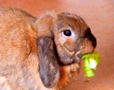 The Salad Muncher