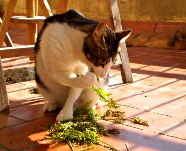 Chiqui Goes Vegetarian