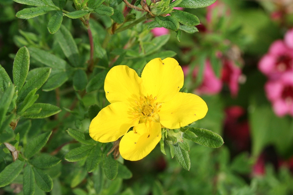 Yellow flower sunny yellow plant