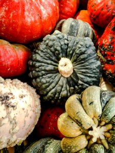 Gourds photo