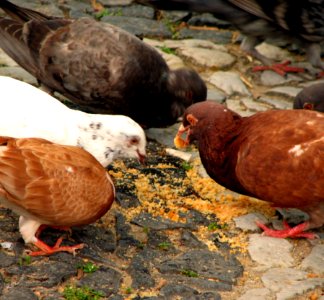 Pigeons Eating