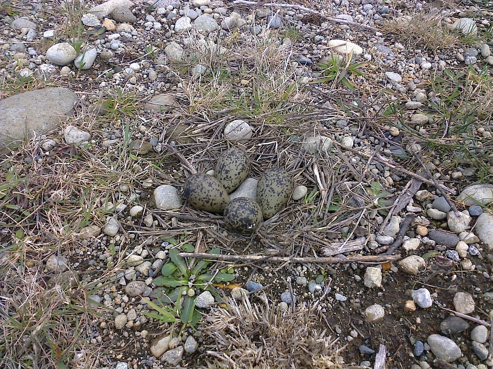 Nest queltehues egg