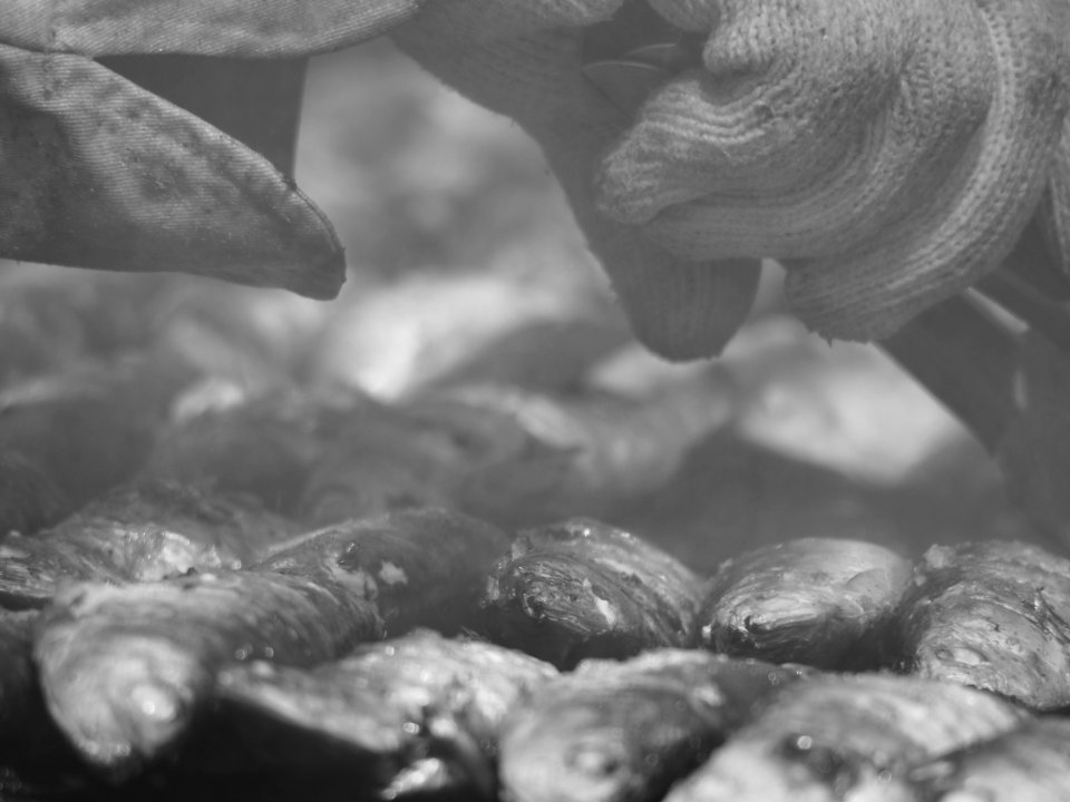 Bbq Bbqsardines Blackandwhite Commercial