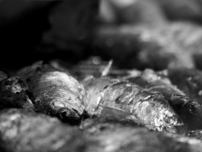 Delicious BBQ Portuguese Sardines