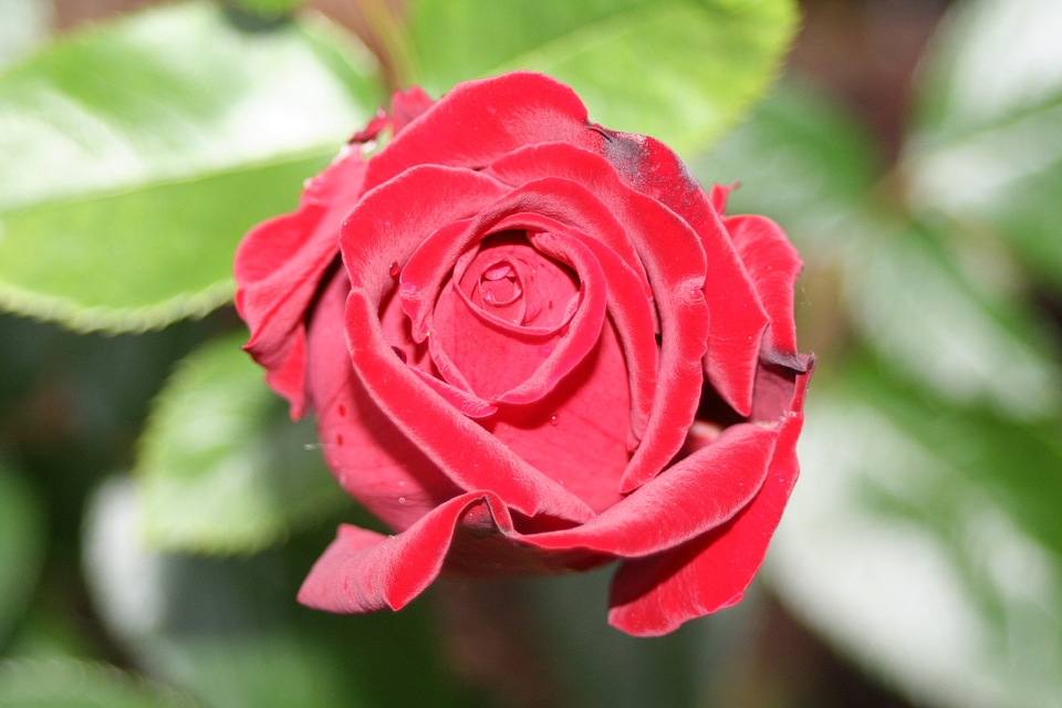 Red rose love romance