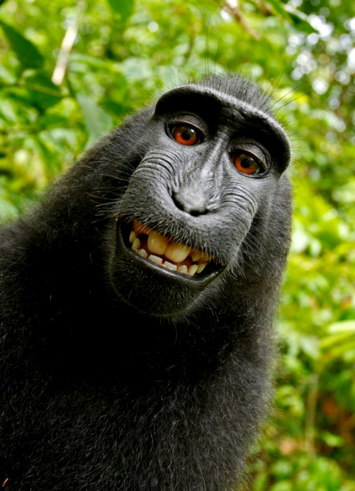 Black Chimpanzee Smiling