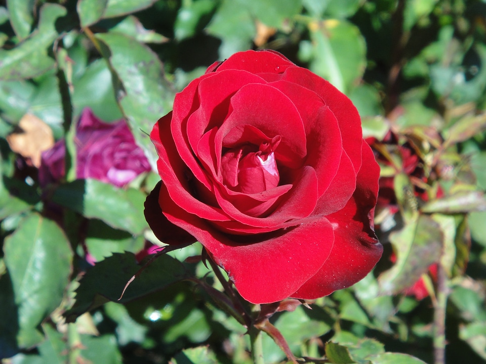 Nature flower flora