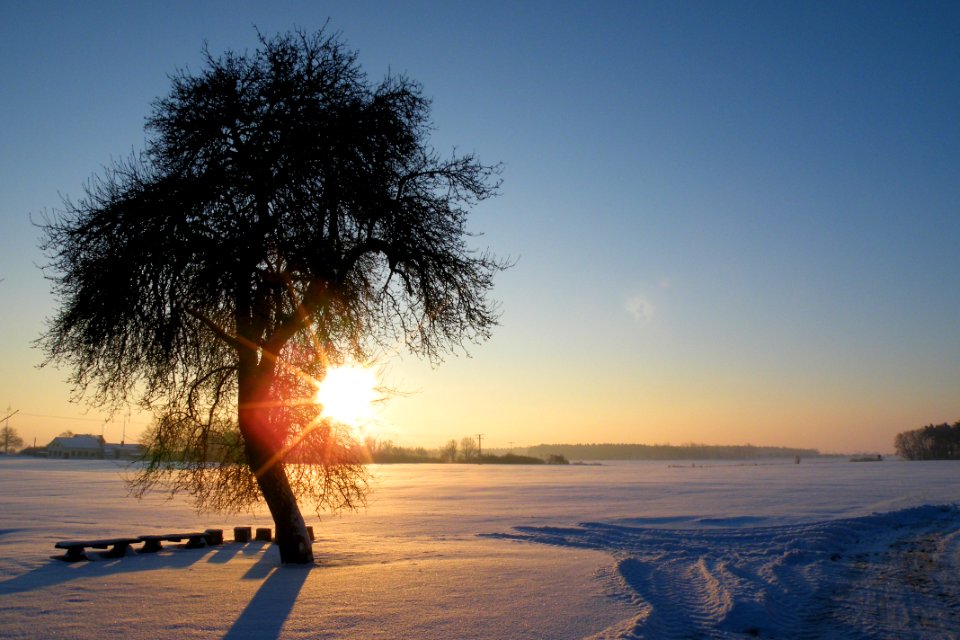 Sunset Over Snowy Field With Tree photo