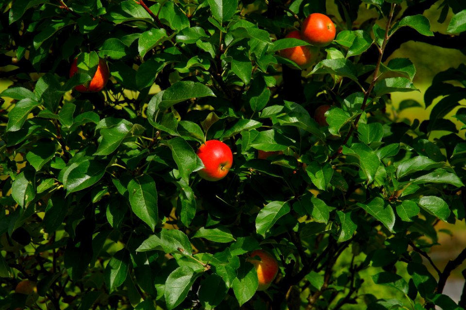Red Apples In Tree