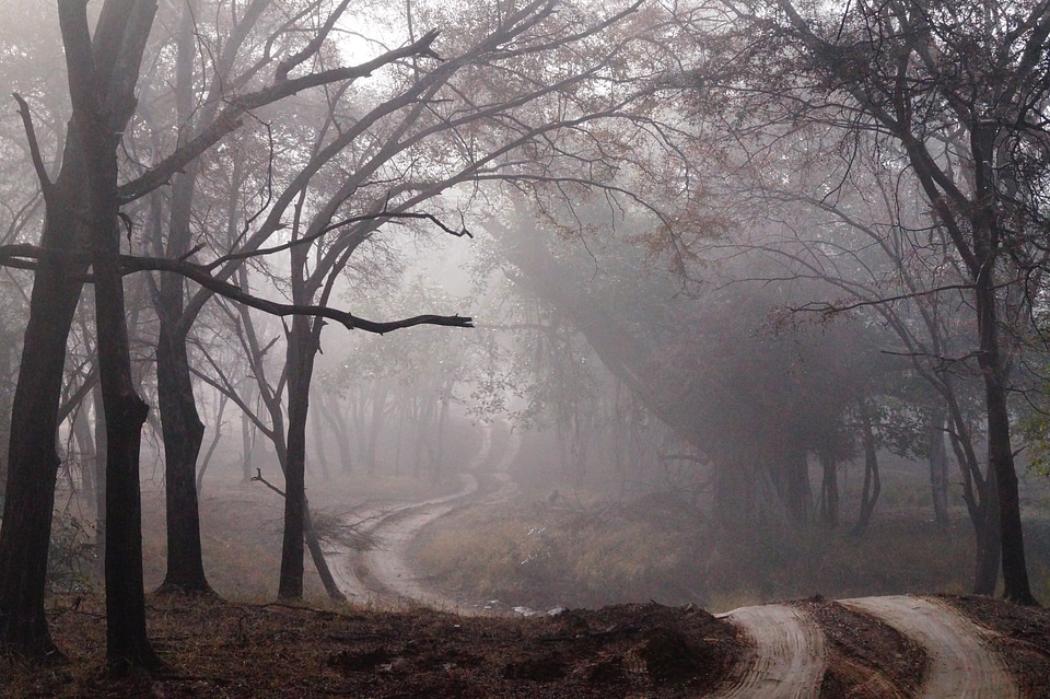 Forest wood nature