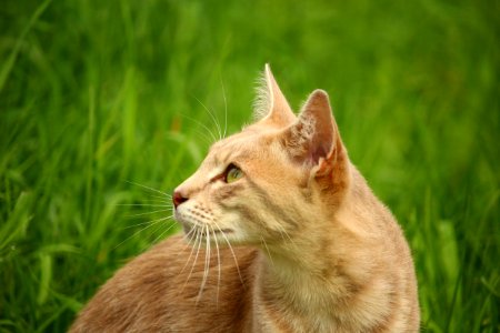 Tan Cat Beside Green Grass During Daytime