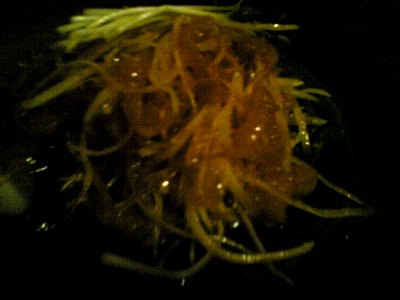 Jelly Fish And Shark Salad At Guu photo