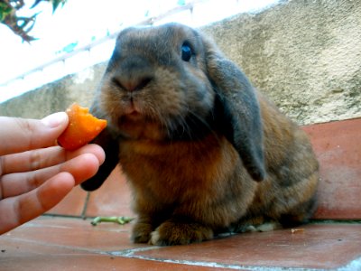 Do I Bite The Carrot Or The Finger photo