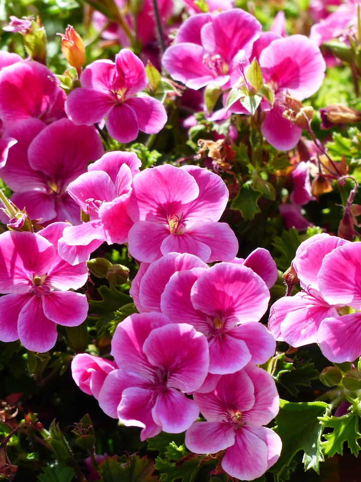 Container plant noble pelargonium english geraniums