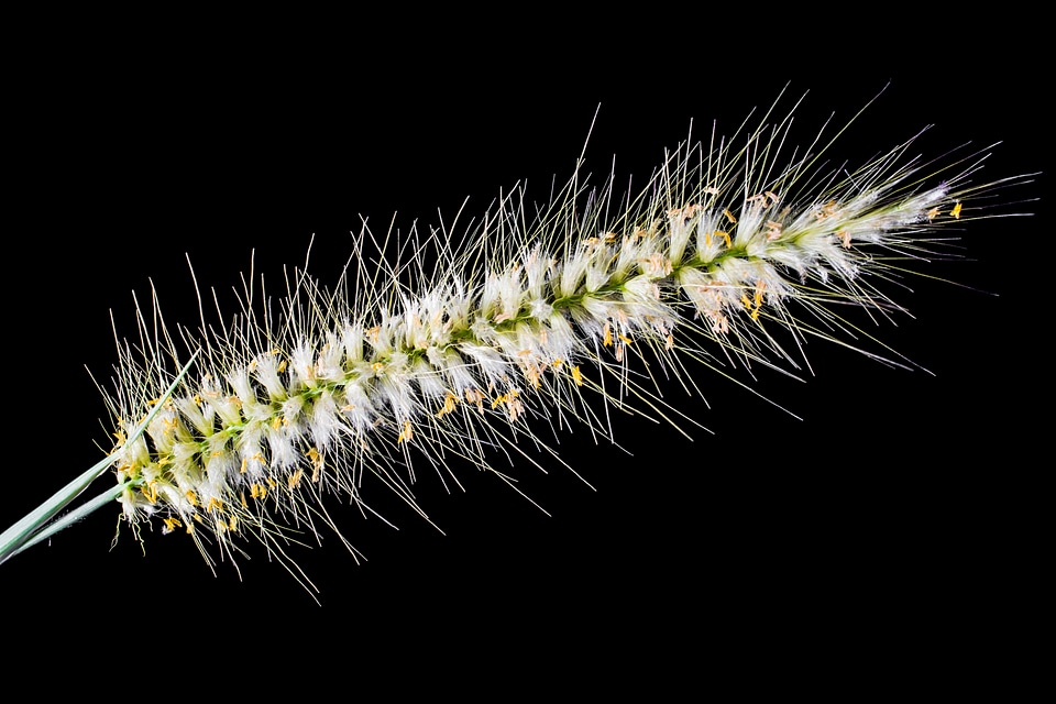 Spike close up plant